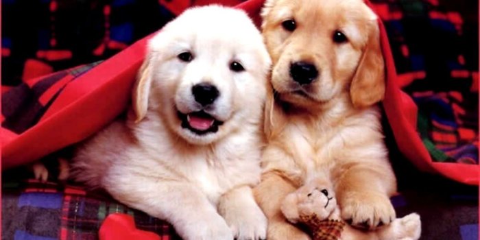 1152x736 Cute Christmas Puppies Wallpaper Free Desktop | Wallpapers Snipe