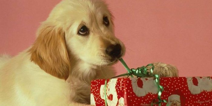 1024x768 Christmas Animal Wallpapers - Top Free Christmas Animal Backgrounds
