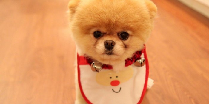 1920x1080 Puppies Desktop Backgrounds HD | Best HD Wallpapers | Wallpaperscute