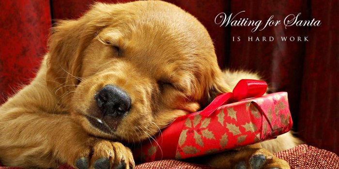 2560x1440 Cute Christmas Animal Wallpapers - Top Free Cute Christmas Animal