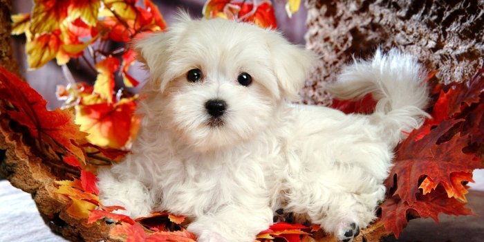 1920x1200 50+ Cute Christmas Puppy Wallpapers - Download at WallpaperBro
