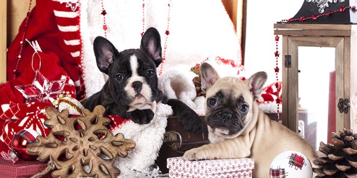 1280x844 Picture Puppy Bulldog French Bulldog dog Christmas present Animals