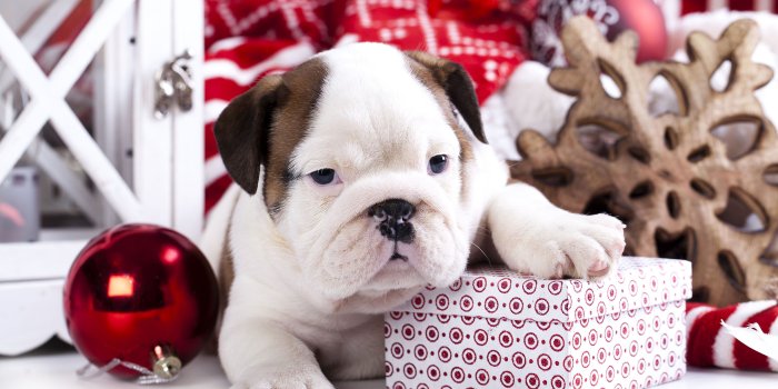 3840x2400 Image Puppy Bulldog dog Christmas Balls Animals 3840x2400