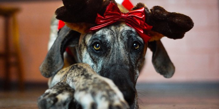 2048x1365 64+ Christmas Animal Wallpapers on WallpaperPlay