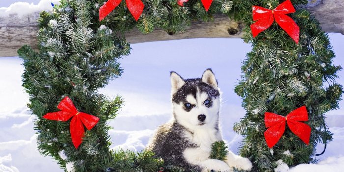 1920x1179 Image detail for -Husky cubs Wallpaper, Dog, Background | HD Desktop