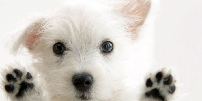 1920x1080 Puppy Wallpaper for Computer (53+ images)