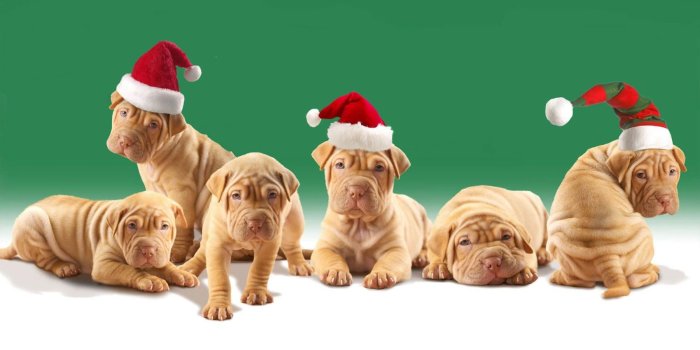 1600x900 48+] Christmas Dog Computer Wallpaper Picture on WallpaperSafari