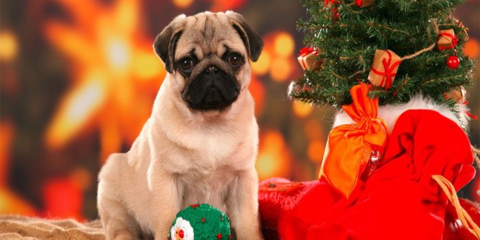 1024x768 Christmas Puppy Wallpaper - Wallpapers Browse