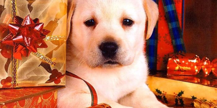 1024x768 Christmas Puppies HD Wallpaper, Background Images