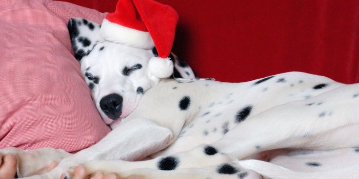 1920x1080 Christmas Puppy Wallpaper (48+ images)