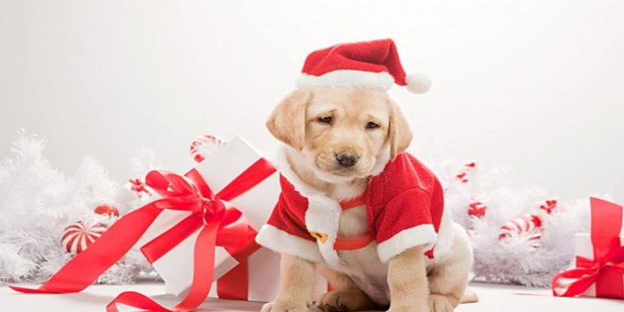 1600x900 Desktop christmas puppies wallpaper