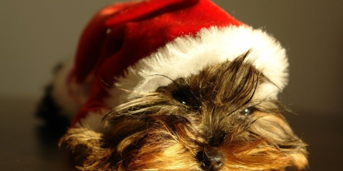 1366x768 Animal Christmas Puppy Dogs Images Cute ~ Dogs Wallpaper Free HD 16