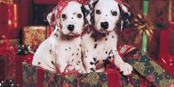 1280x800 74+] Christmas Puppies Wallpaper on WallpaperSafari