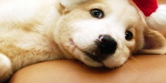 1080x1920 62+ Christmas Puppies Wallpapers on WallpaperPlay