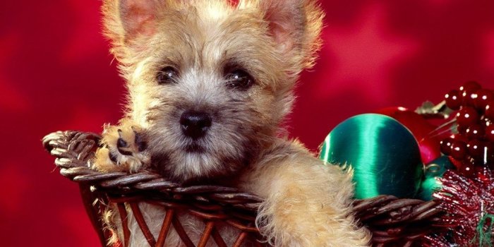 1024x768 Free Wallpapers Downloads, Cool Wallpaper, Christmas Puppy