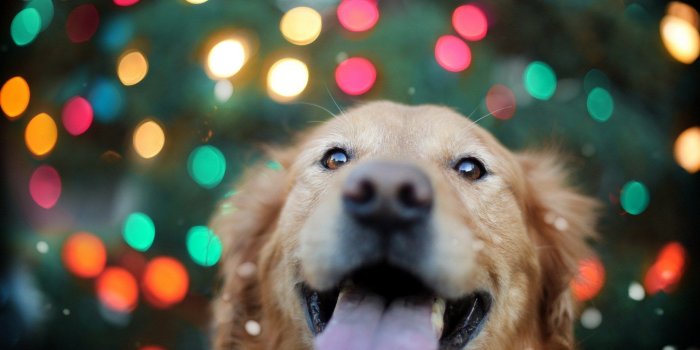 1920x1200 Golden Retriever Puppies Christmas Wallpaper Golden retriever dogs