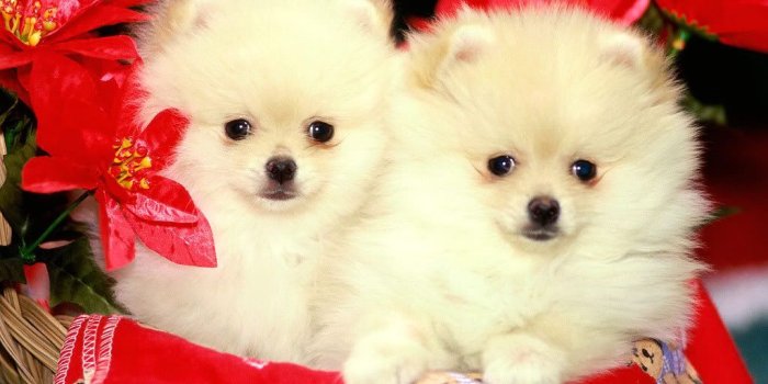 1024x768 Christmas Puppy Wallpaper Group (46+), HD Wallpapers