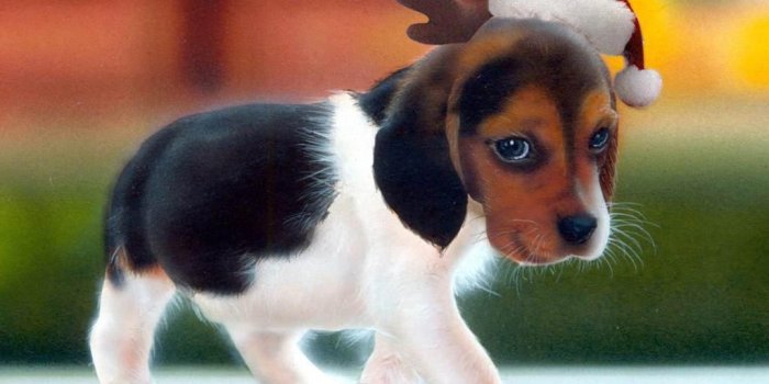 1024x768 Christmas Puppy Wallpapers