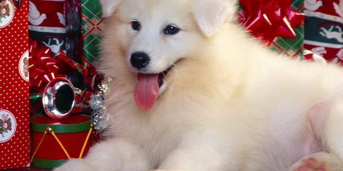 1600x1200 1600x1200 Christmas Puppy desktop PC and Mac wallpaper