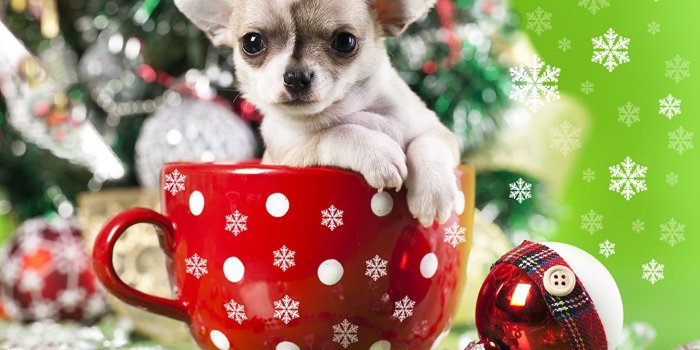 1343x1024 Wallpaper Puppy Chihuahua Dogs Christmas Mug Animals