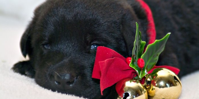 3024x2024 Puppy Christmas Wallpaper ·① WallpaperTag