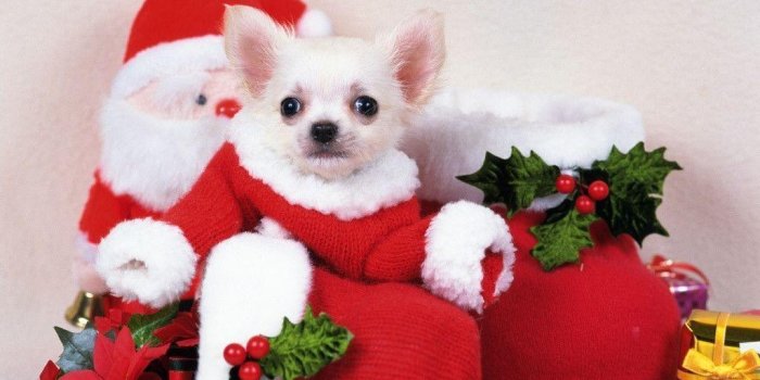1024x768 Christmas Dog Wallpapers