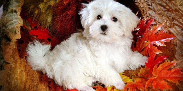 1920x1200 Christmas Dog Wallpaper ·① WallpaperTag