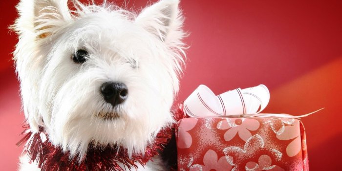 2560x1600 62+ Christmas Puppies Wallpapers on WallpaperPlay
