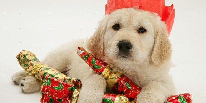 1356x966 Puppy Christmas Wallpapers