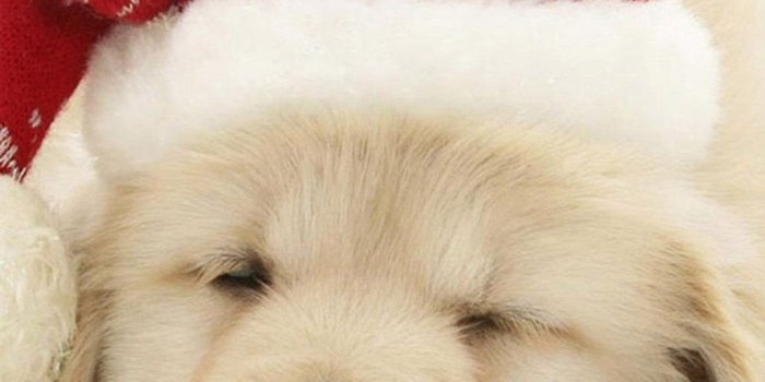 1024x768 Christmas Puppy Desktop Wallpaper 4k Hd Golden Retriever - Litle Pups