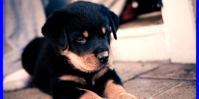 1978x1138 62+ Christmas Puppies Wallpapers on WallpaperPlay