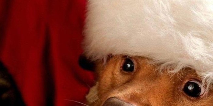 720x1280 Christmas Puppy Desktop Wallpaper » Picserio - Picserio.com