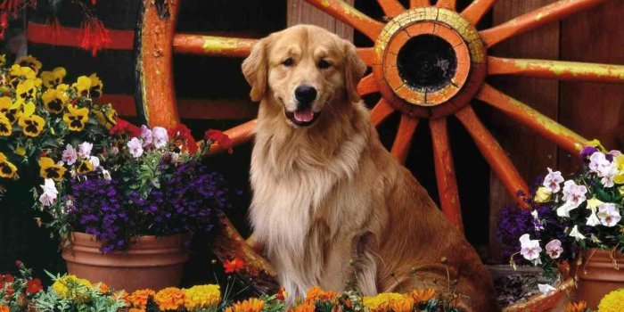 1517x948 backgrounds d desktop background backgrounds christmas golden