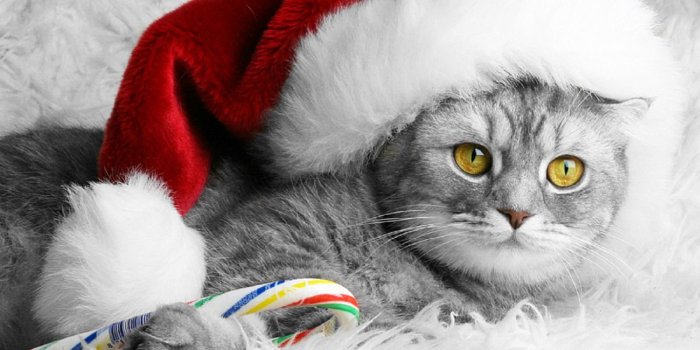 1366x768 30 christmas puppy wallpaper pictures