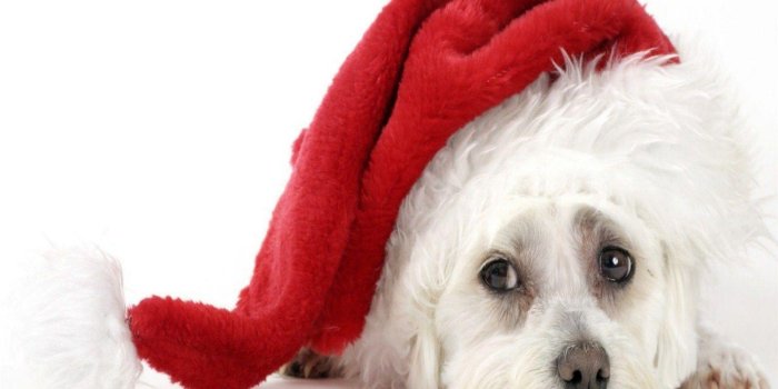 1600x1200 Christmas Puppy Wallpapers