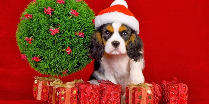 1440x900 Christmas Puppy Gift Wallpaper | Wallpapers Awards