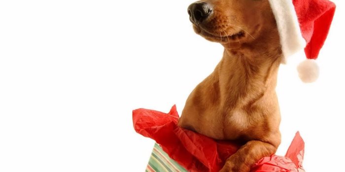 1024x768 Free download Christmas dog 1024x1024 Wallpaper Desktop [1024x768