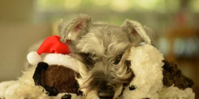 2048x1367 17504 winter puppies wallpaper for computer