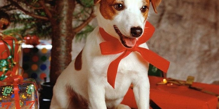 1024x768 Download desktop wallpaper Puppy as a Christmas gift, Christmas