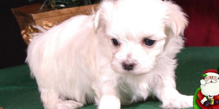 1024x768 Wallpapers Puppies Christmas Screensaver Maltese Puppy 1280x800