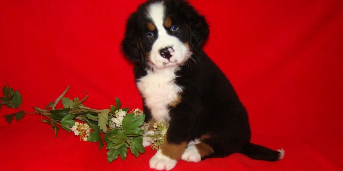 2048x1536 Desktop hd puppy christmas pics