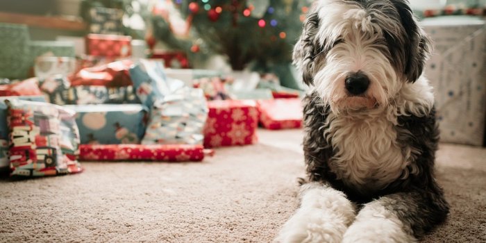 1920x1278 Animal Old English Sheepdog Dog Depth Of Field Gift Christmas