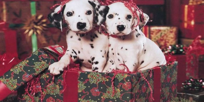 1920x1200 62+ Christmas Puppies Wallpapers on WallpaperPlay