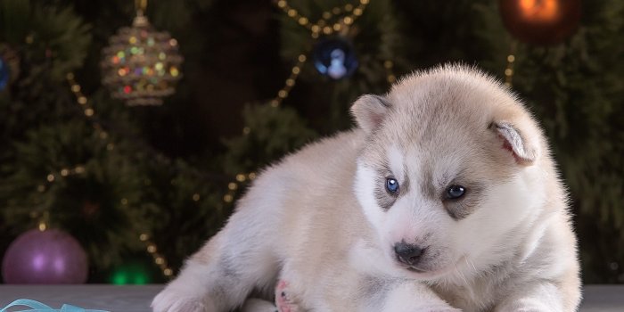2400x1504 Christmas Puppies Wallpaper (48+ images)