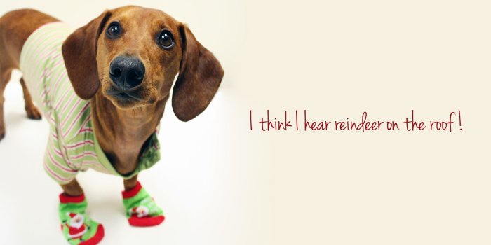1680x1050 Cute Christmas Animal Wallpapers - Top Free Cute Christmas Animal
