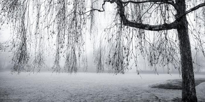 1920x1060 Winter 52091 - Rural scenery - Landscape scenery