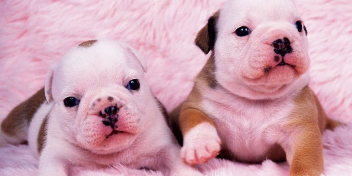 1600x1200 New Born Beautiful Puppies [1280×1024] : wallpaper