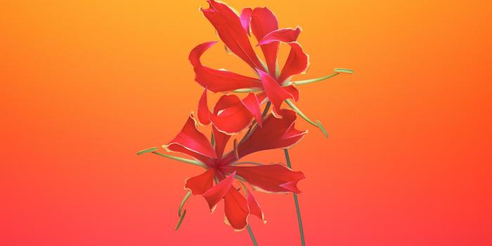 2560x1440 Gloriosa Flower iOS 11 iPhone 8 iPhone X Stock Wallpapers | HD
