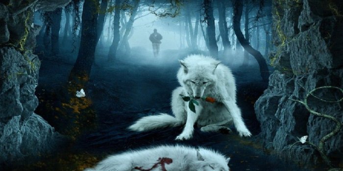 1024x768 Wolf HD Wallpapers Backgrounds Wallpaper 1920×1200 Cool Wolf