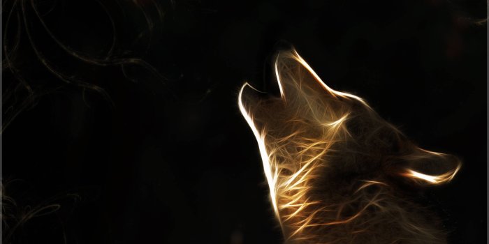 2550x1699 HD Wolf Wallpapers